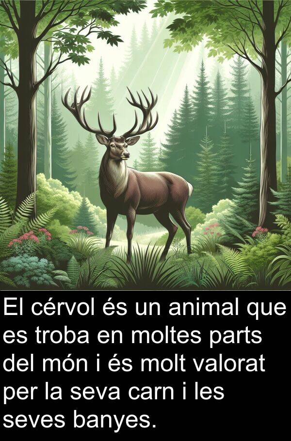 carn: El cérvol és un animal que es troba en moltes parts del món i és molt valorat per la seva carn i les seves banyes.