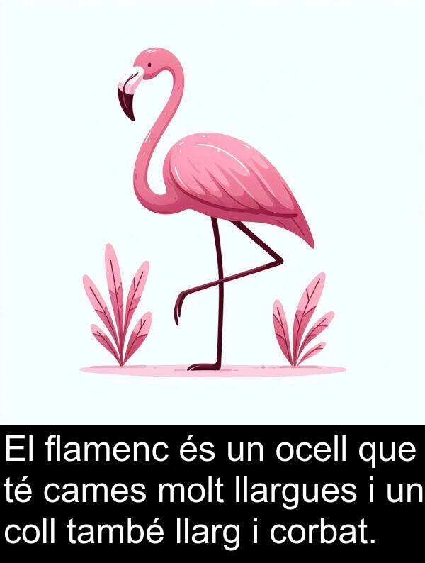 cames: El flamenc és un ocell que té cames molt llargues i un coll també llarg i corbat.