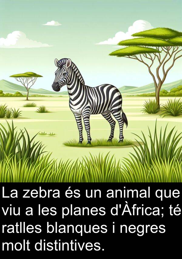 zebra: La zebra és un animal que viu a les planes d'Àfrica; té ratlles blanques i negres molt distintives.