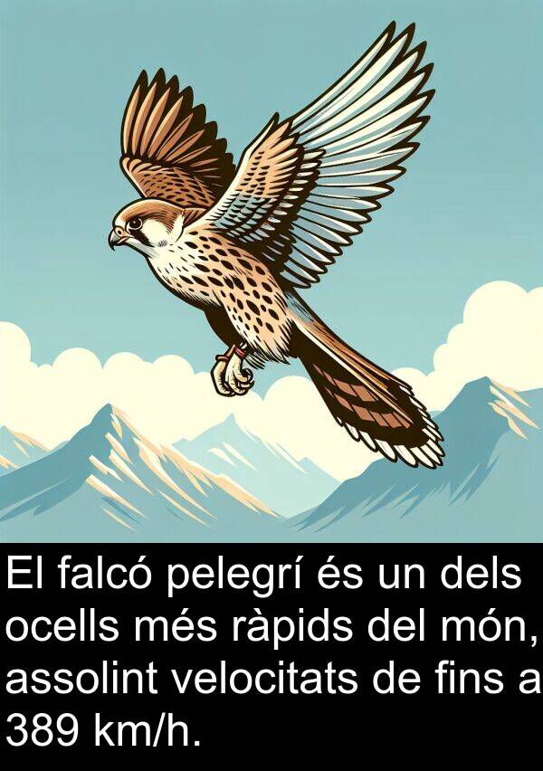 falcó: El falcó pelegrí és un dels ocells més ràpids del món, assolint velocitats de fins a 389 km/h.