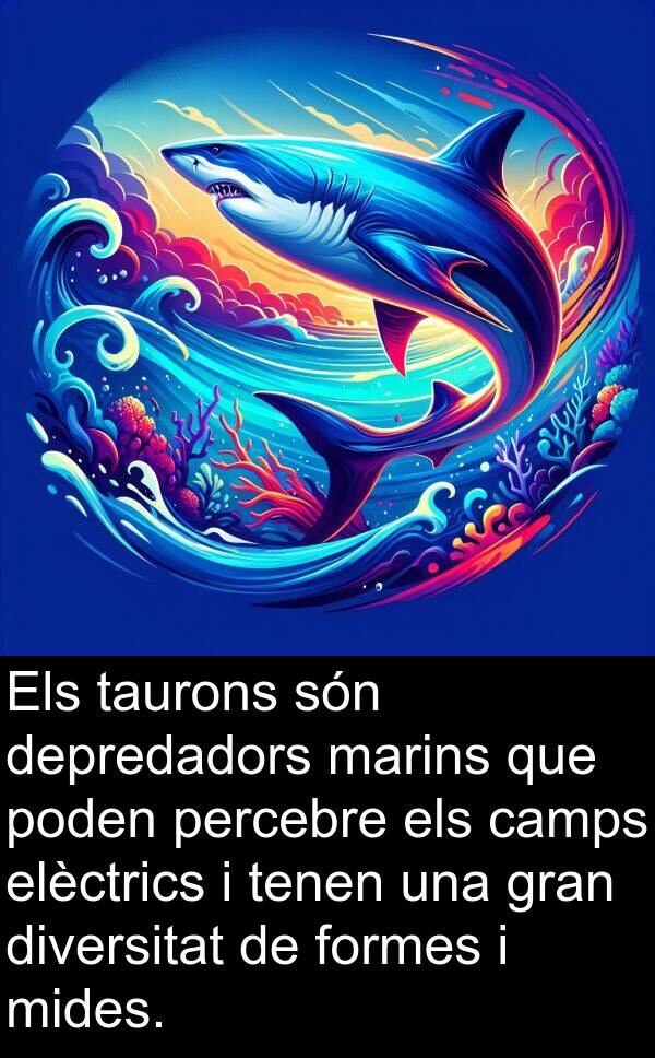 formes: Els taurons són depredadors marins que poden percebre els camps elèctrics i tenen una gran diversitat de formes i mides.