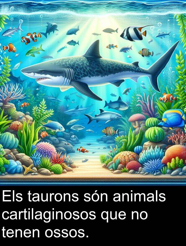 tenen: Els taurons són animals cartilaginosos que no tenen ossos.