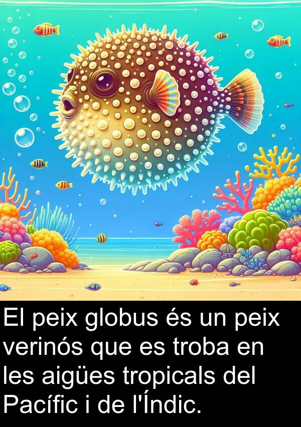 verinós: El peix globus és un peix verinós que es troba en les aigües tropicals del Pacífic i de l'Índic.