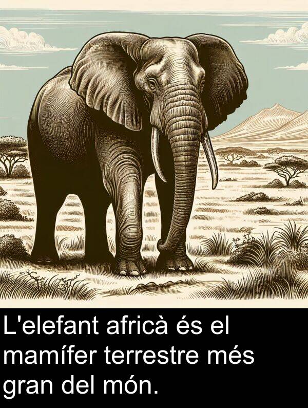 mamífer: L'elefant africà és el mamífer terrestre més gran del món.