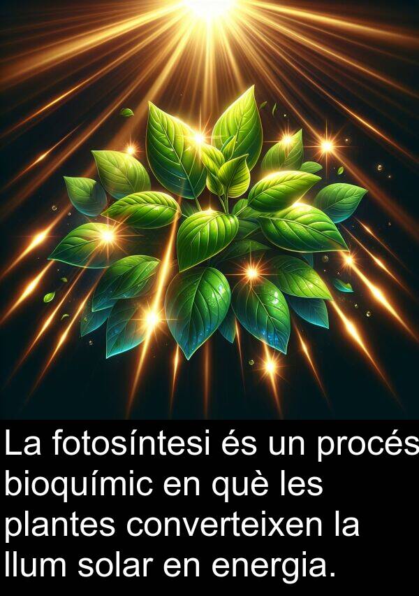 procés: La fotosíntesi és un procés bioquímic en què les plantes converteixen la llum solar en energia.