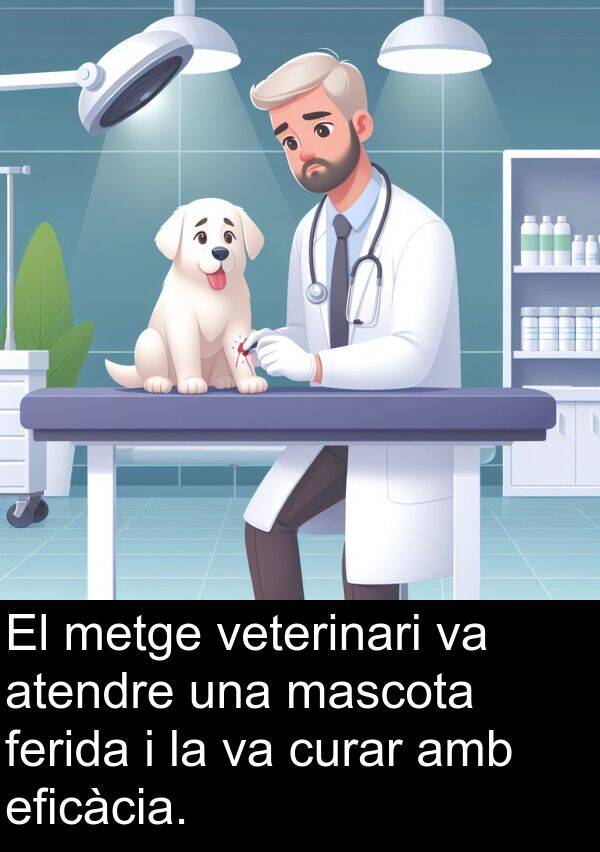 eficàcia: El metge veterinari va atendre una mascota ferida i la va curar amb eficàcia.