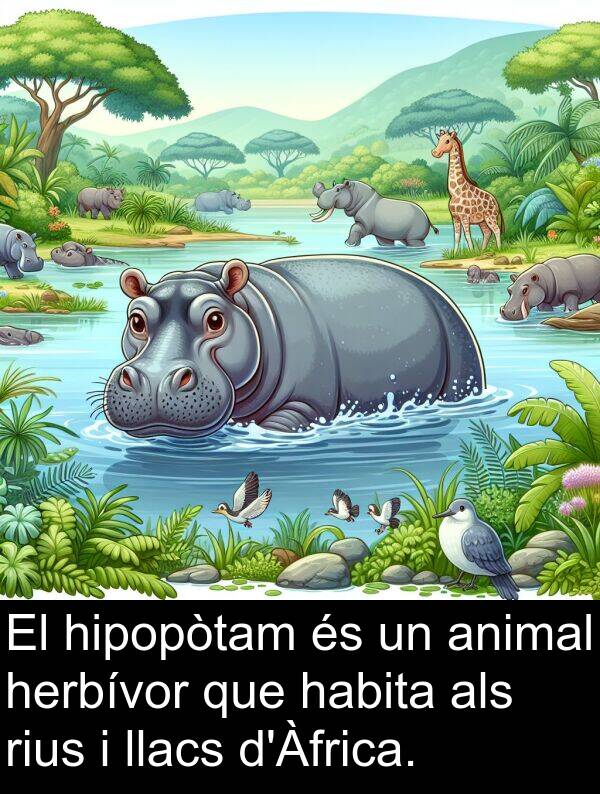habita: El hipopòtam és un animal herbívor que habita als rius i llacs d'Àfrica.