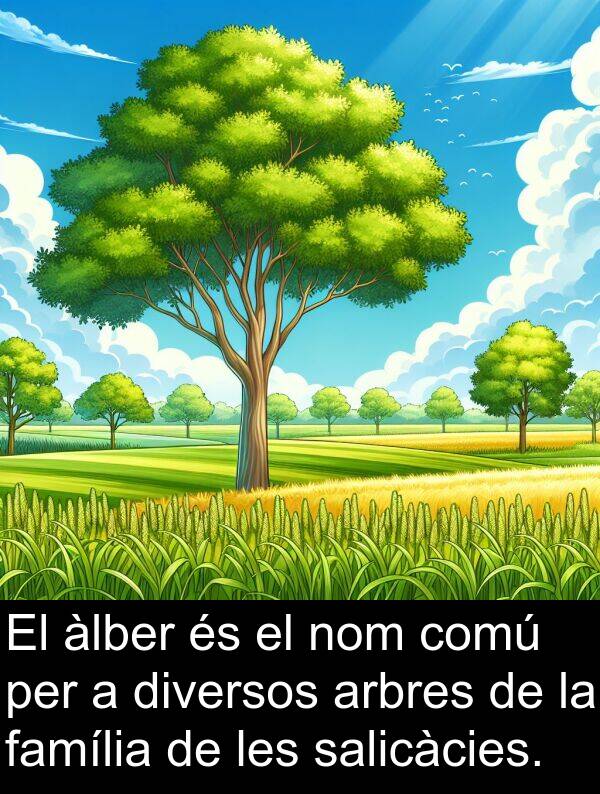 diversos: El àlber és el nom comú per a diversos arbres de la família de les salicàcies.