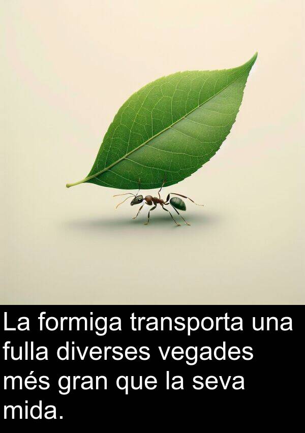 diverses: La formiga transporta una fulla diverses vegades més gran que la seva mida.