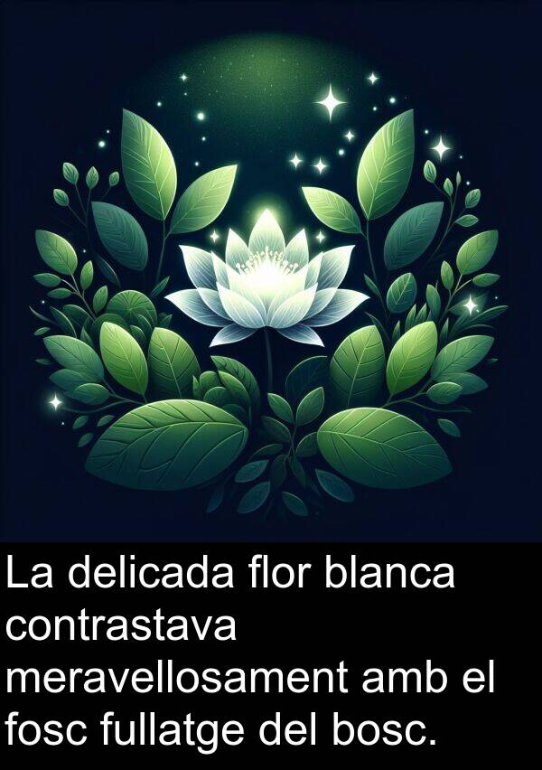 delicada: La delicada flor blanca contrastava meravellosament amb el fosc fullatge del bosc.