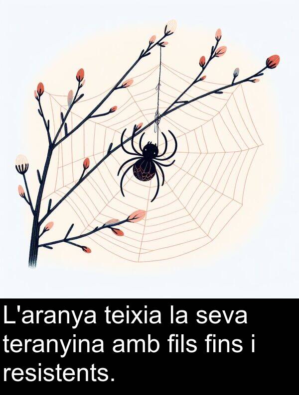teranyina: L'aranya teixia la seva teranyina amb fils fins i resistents.