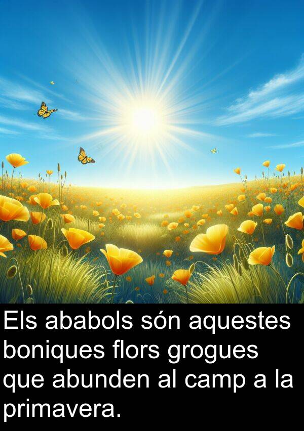 boniques: Els ababols són aquestes boniques flors grogues que abunden al camp a la primavera.