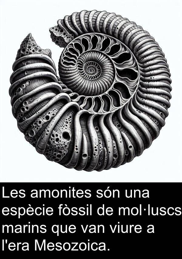 fòssil: Les amonites són una espècie fòssil de mol·luscs marins que van viure a l'era Mesozoica.