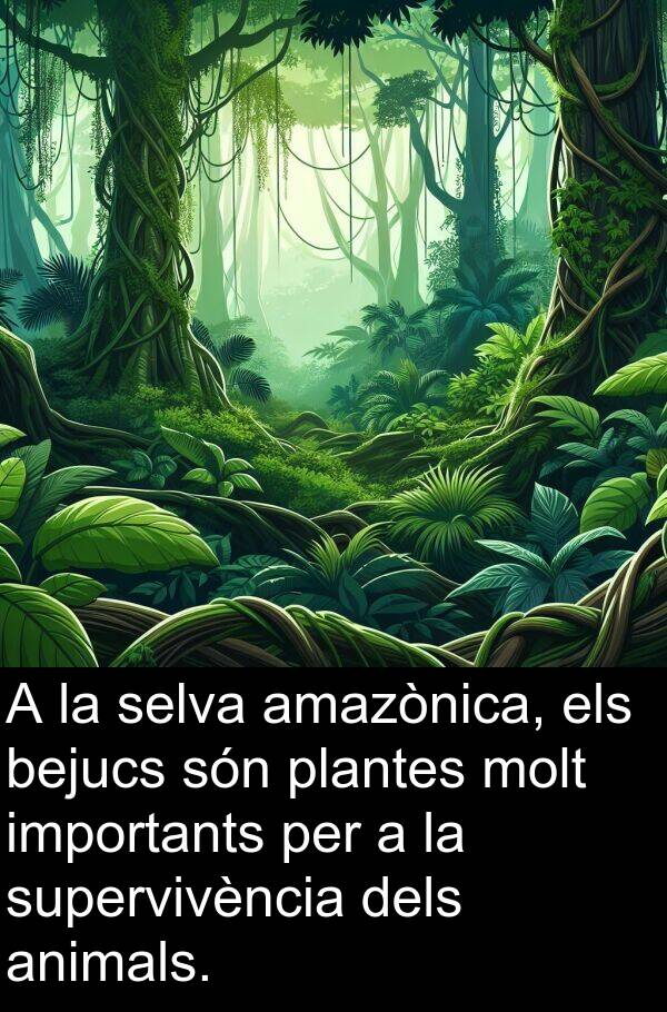 selva: A la selva amazònica, els bejucs són plantes molt importants per a la supervivència dels animals.
