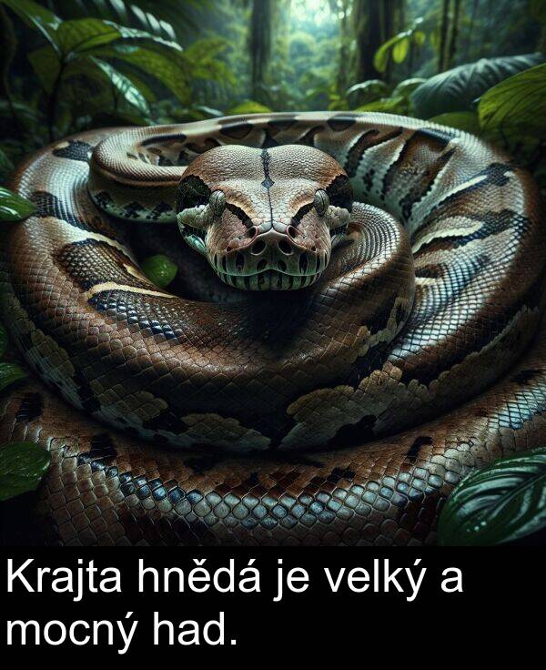 had: Krajta hnědá je velký a mocný had.