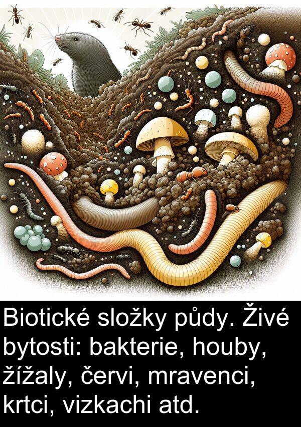 žížaly: Biotické složky půdy. Živé bytosti: bakterie, houby, žížaly, červi, mravenci, krtci, vizkachi atd.