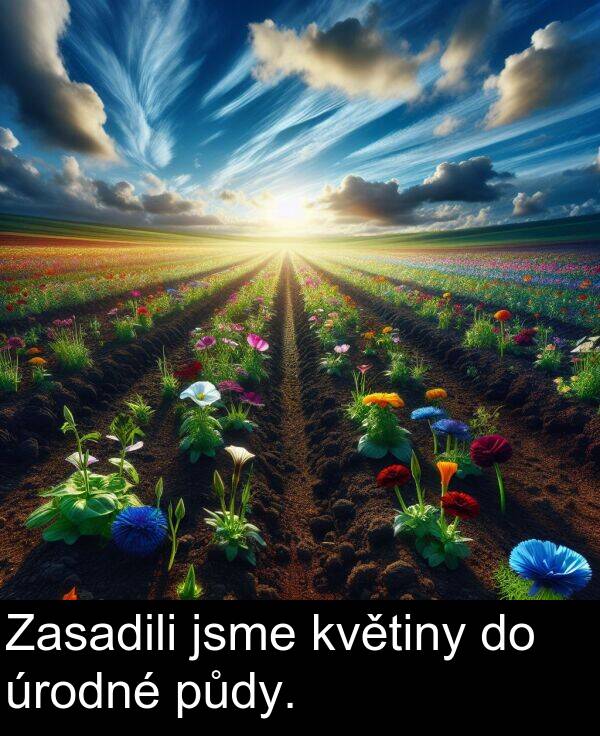 úrodné: Zasadili jsme květiny do úrodné půdy.