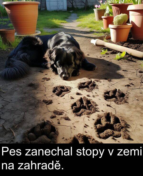 zahradě: Pes zanechal stopy v zemi na zahradě.