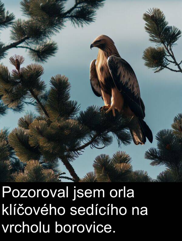 borovice: Pozoroval jsem orla klíčového sedícího na vrcholu borovice.