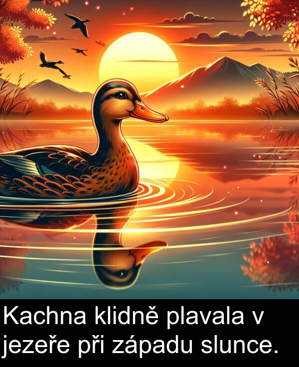 plavala: Kachna klidně plavala v jezeře při západu slunce.
