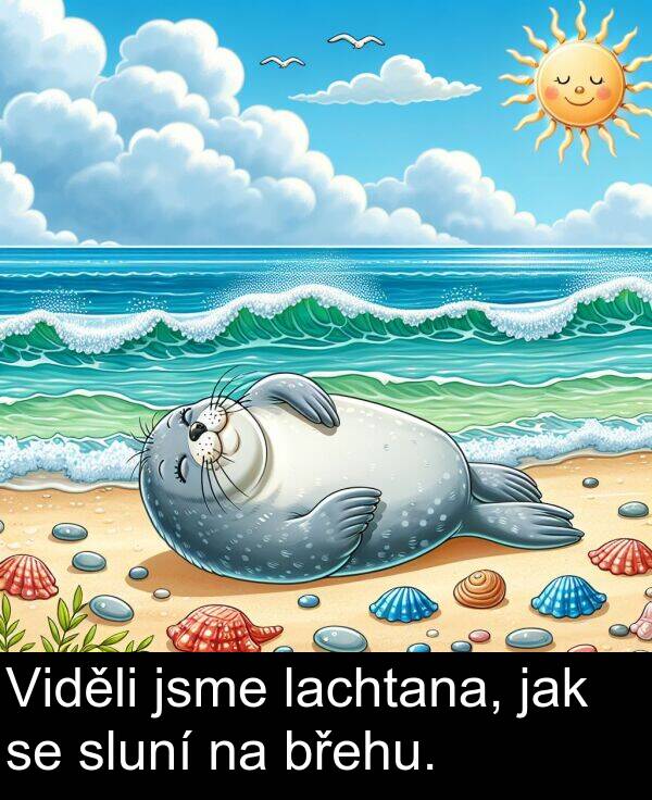 lachtana: Viděli jsme lachtana, jak se sluní na břehu.