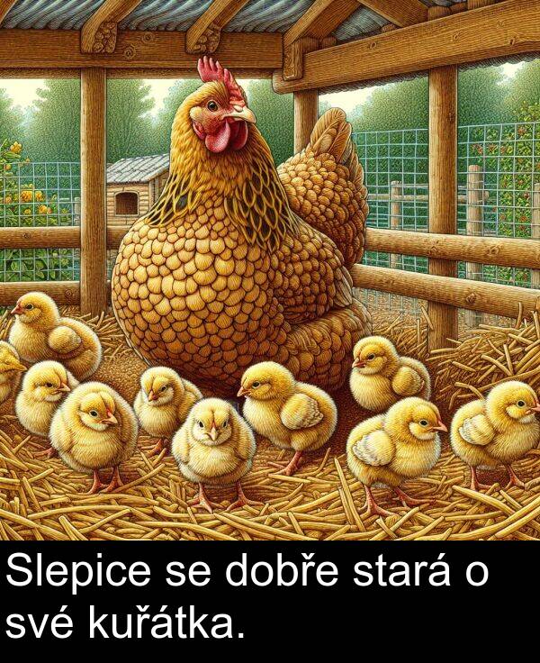své: Slepice se dobře stará o své kuřátka.