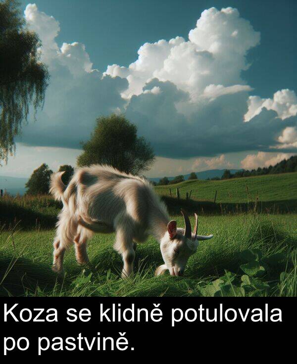 potulovala: Koza se klidně potulovala po pastvině.