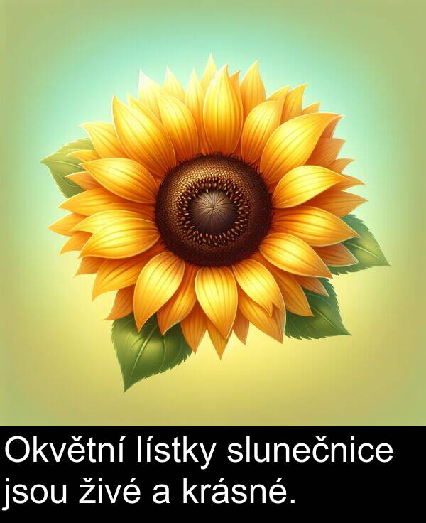 živé: Okvětní lístky slunečnice jsou živé a krásné.