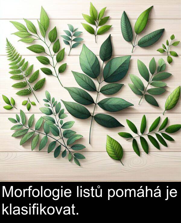 pomáhá: Morfologie listů pomáhá je klasifikovat.