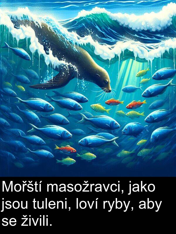 živili: Mořští masožravci, jako jsou tuleni, loví ryby, aby se živili.