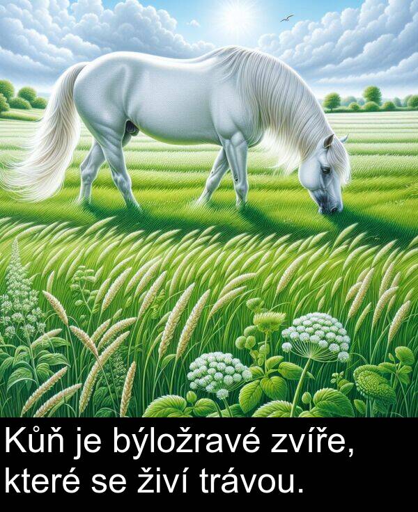 živí: Kůň je býložravé zvíře, které se živí trávou.