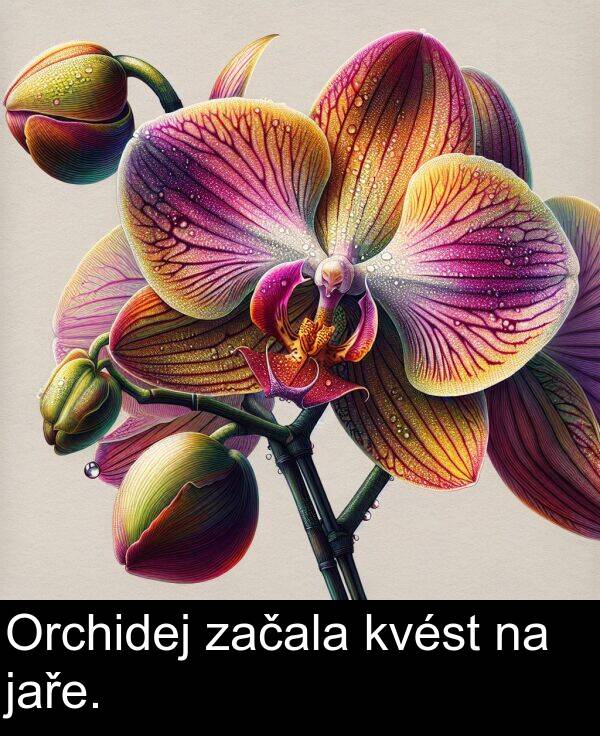 začala: Orchidej začala kvést na jaře.