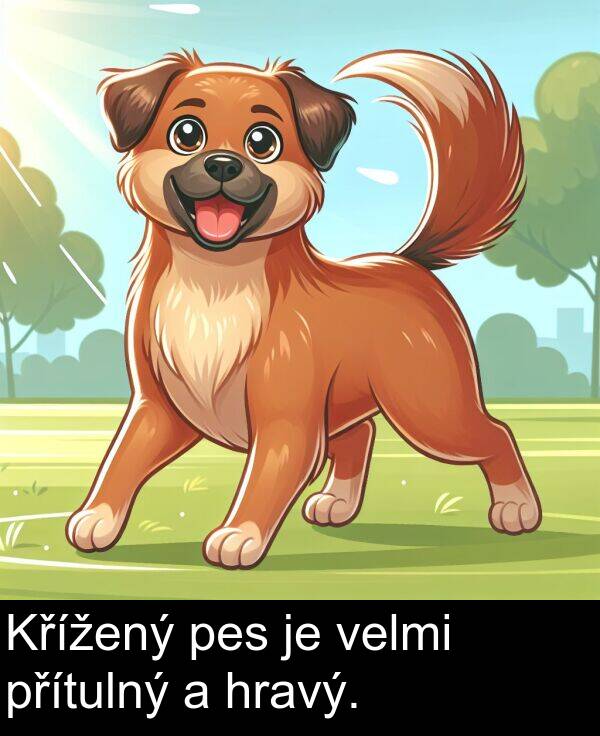přítulný: Křížený pes je velmi přítulný a hravý.