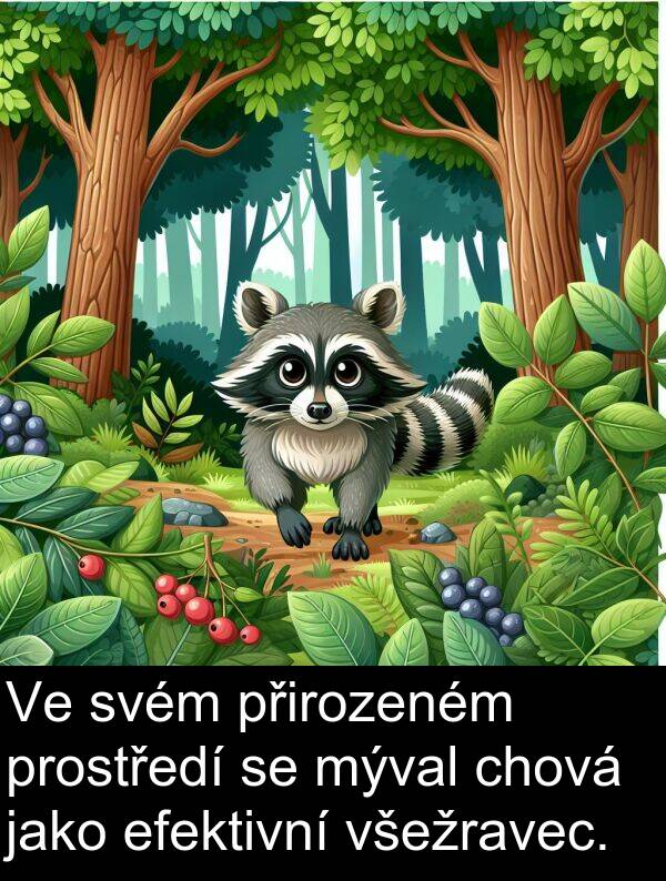 chová: Ve svém přirozeném prostředí se mýval chová jako efektivní všežravec.