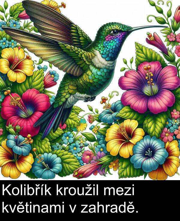 zahradě: Kolibřík kroužil mezi květinami v zahradě.