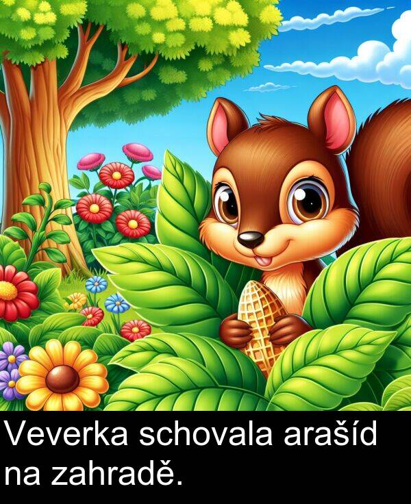 zahradě: Veverka schovala arašíd na zahradě.