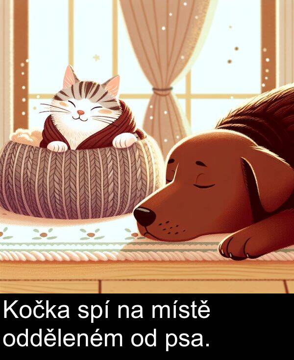 spí: Kočka spí na místě odděleném od psa.