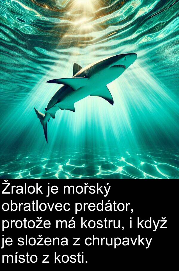 chrupavky: Žralok je mořský obratlovec predátor, protože má kostru, i když je složena z chrupavky místo z kosti.