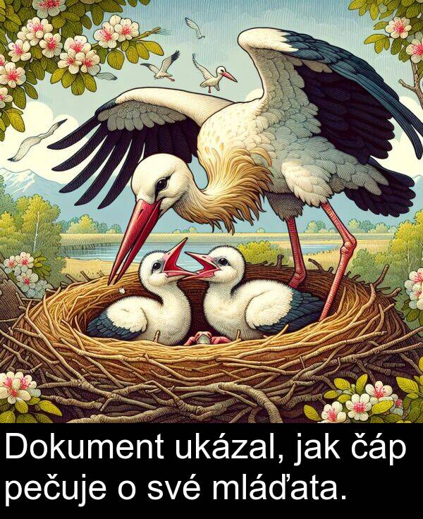 čáp: Dokument ukázal, jak čáp pečuje o své mláďata.