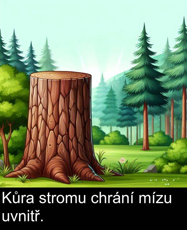 chrání: Kůra stromu chrání mízu uvnitř.