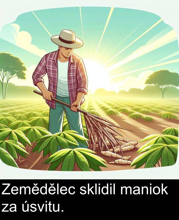 maniok: Zemědělec sklidil maniok za úsvitu.