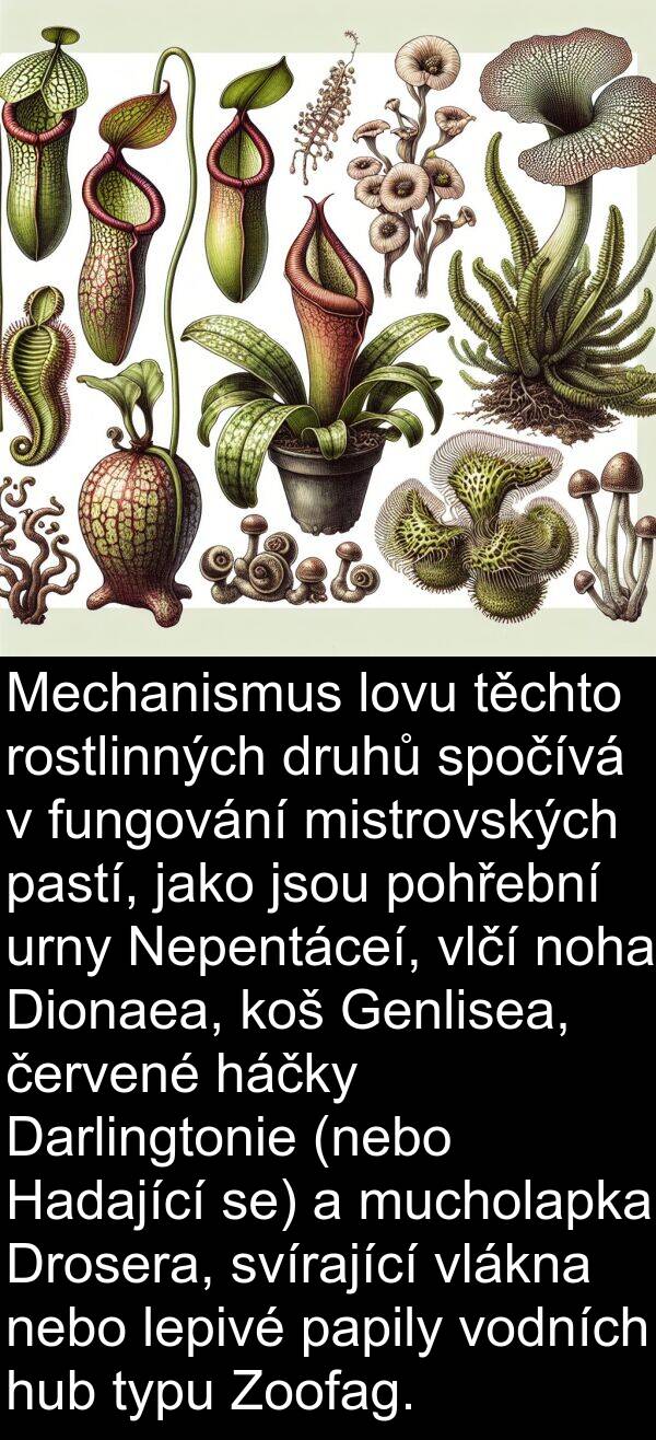 se: Mechanismus lovu těchto rostlinných druhů spočívá v fungování mistrovských pastí, jako jsou pohřební urny Nepentáceí, vlčí noha Dionaea, koš Genlisea, červené háčky Darlingtonie (nebo Hadající se) a mucholapka Drosera, svírající vlákna nebo lepivé papily vodních hub typu Zoofag.