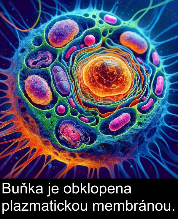plazmatickou: Buňka je obklopena plazmatickou membránou.