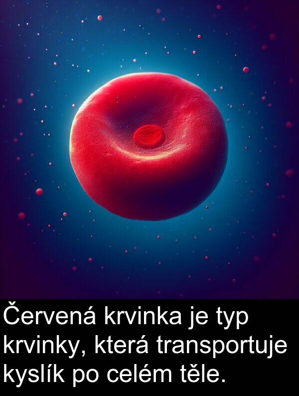 celém: Červená krvinka je typ krvinky, která transportuje kyslík po celém těle.