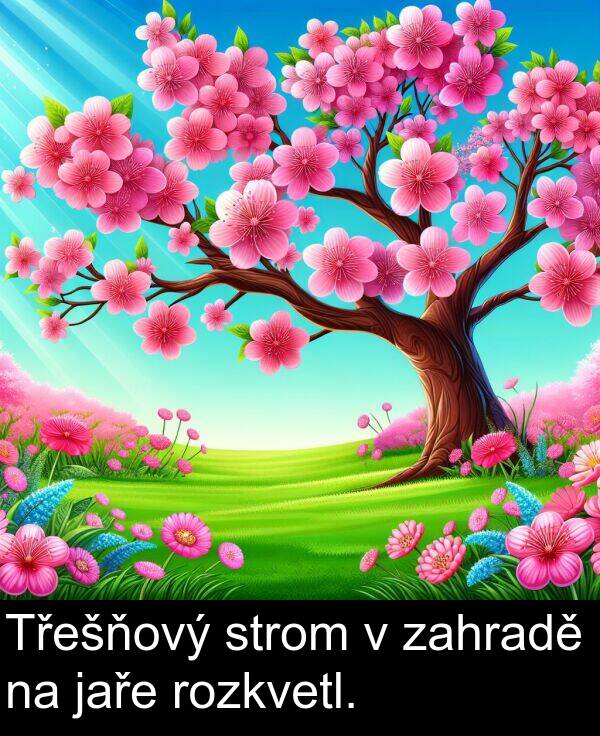 zahradě: Třešňový strom v zahradě na jaře rozkvetl.