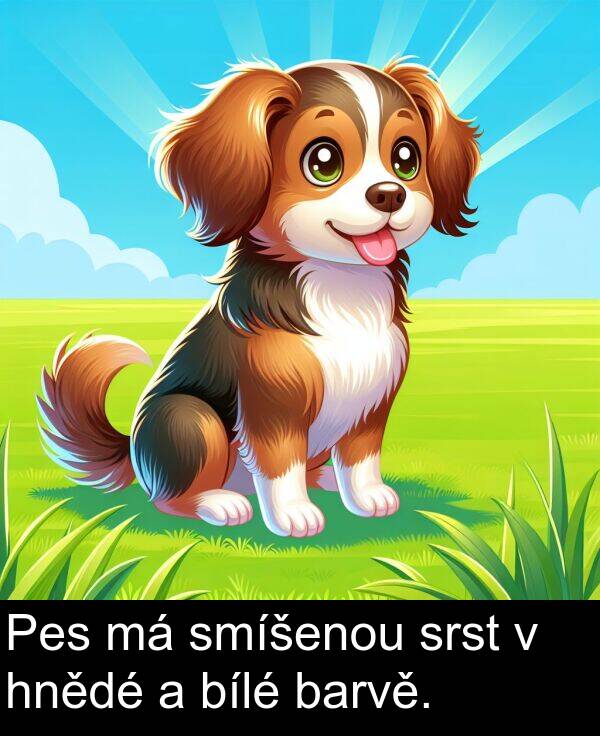 barvě: Pes má smíšenou srst v hnědé a bílé barvě.