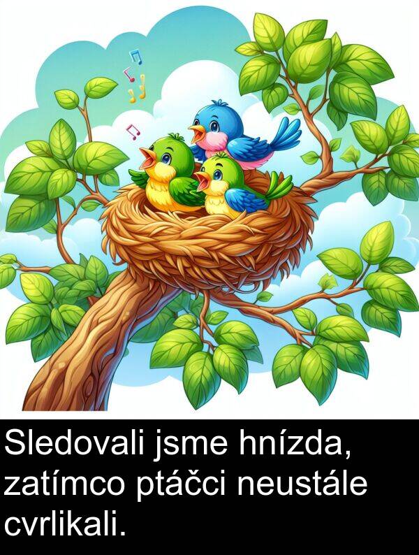 ptáčci: Sledovali jsme hnízda, zatímco ptáčci neustále cvrlikali.