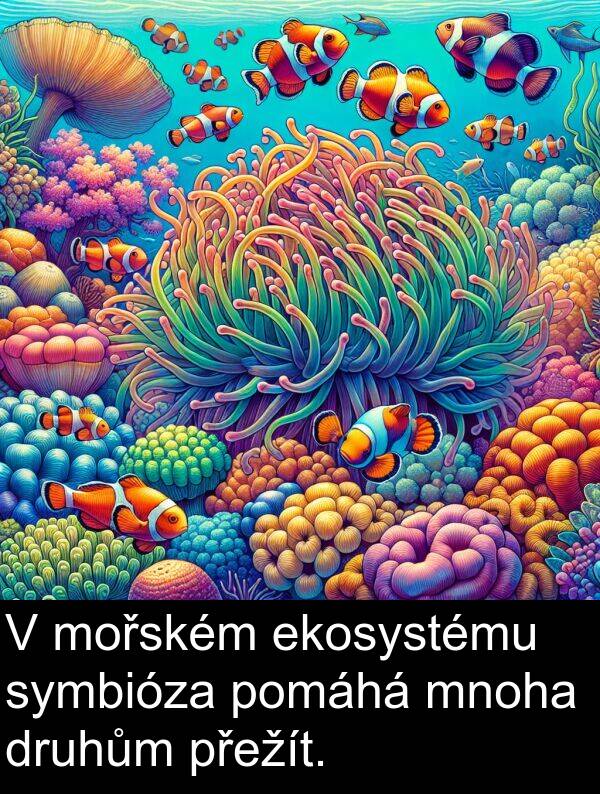 druhům: V mořském ekosystému symbióza pomáhá mnoha druhům přežít.