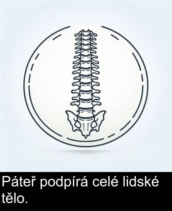celé: Páteř podpírá celé lidské tělo.