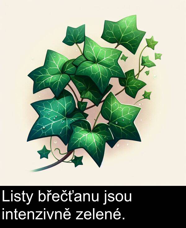 zelené: Listy břečťanu jsou intenzivně zelené.